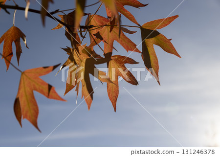 red maple foliage in the autumn season against the background of the blue sky , the beautiful changes in the nature of maple trees during the autumn cold snap and the change in the color 131246378