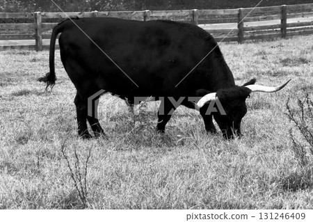 Bull grazing in a pasture 131246409
