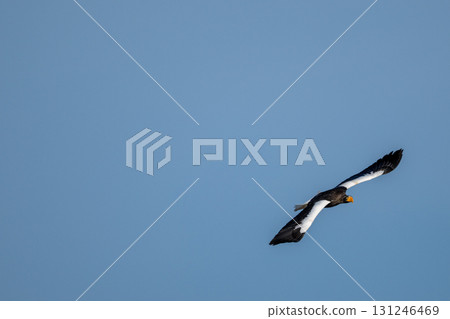 斯特勒的海鷹在藍藍的天空中飛翔 131246469
