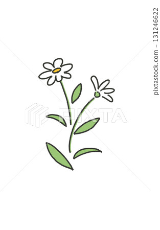 簡單的白花插畫 131246622
