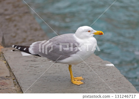 Yellow Legged Gull 131246717
