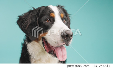 Bernese mountain dog panting on turquoise background 131246817
