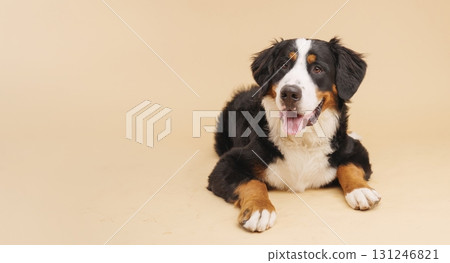 Bernese mountain dog lying on beige background Bernese mountain dog lying on beige background 131246821