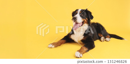 Bernese mountain dog lying down on yellow background 131246826