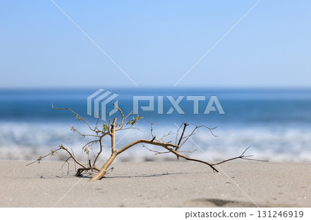 Sandy beach and dead tree Sandy beach and dead tree 131246919