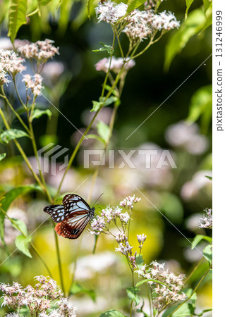 Asagi Madara從Fuji Bakama吮吸花蜜 131246999