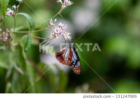 Asagi Madara從Fuji Bakama吮吸花蜜 131247000