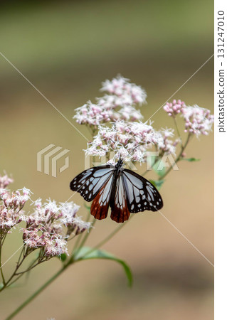 Asagi Madara從Fuji Bakama吮吸花蜜 131247010