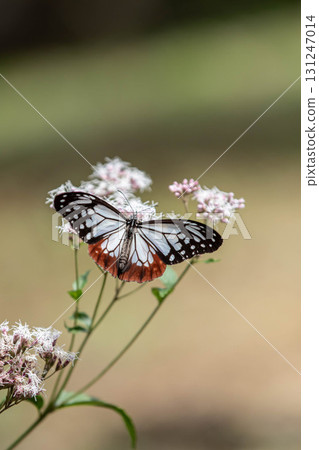 Asagi Madara sucking nectar from Fuji Bakama 131247014