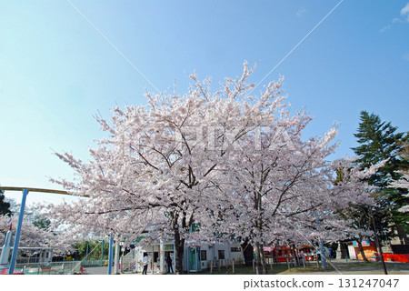 松丘公園的櫻花。照片拍攝於2008年4月12日。 131247047