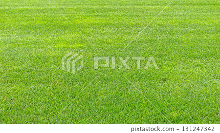 Green Grass Lawn Green Grass Lawn 131247342