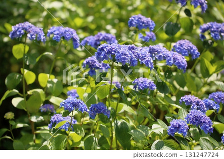 Refreshing hydrangea flowers Refreshing hydrangea flowers 131247724