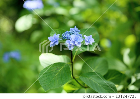 Cute hydrangea flowers 131247725