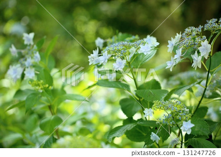 Flower of hydrangea flower Jogasaki 131247726