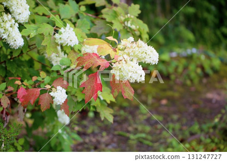 Porcupine flower flower 131247727