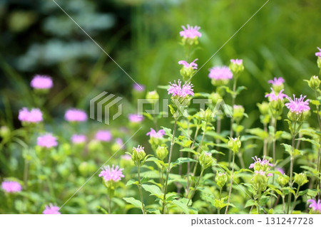 Cute wild bergamot flowers 131247728