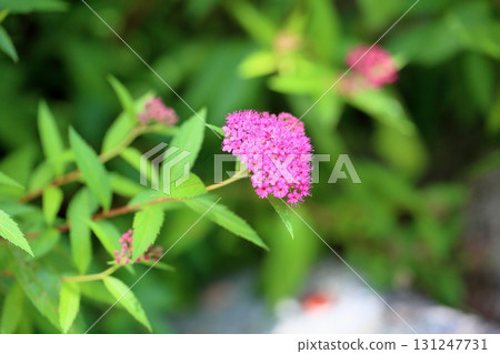 可愛的薑花 131247731