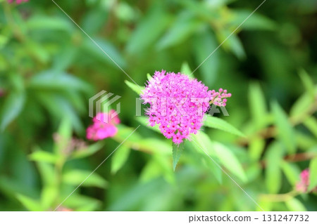 Cute ginger flower Cute ginger flower 131247732