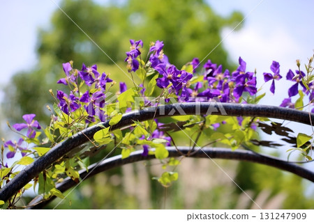 清爽的鐵線蓮花 清爽的鐵線蓮花 131247909