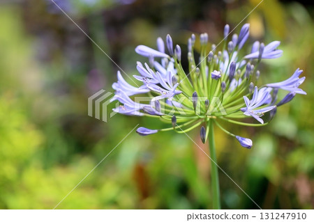 清爽的百子蓮花 131247910