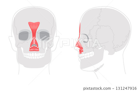 Set of Nasal muscles anatomy diagram, procerus, nasalis transverse part, nasalis alar part, depressor septi labeled Set of Nasal muscles anatomy diagram, procerus, nasalis transverse part, nasalis alar part, depressor septi labeled 131247916