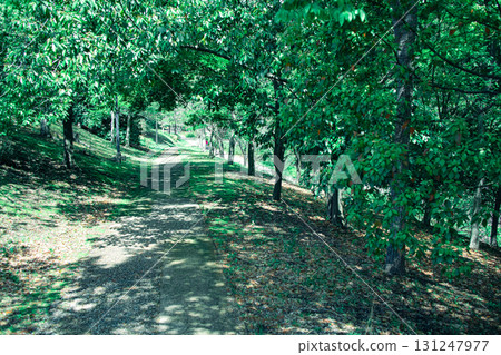 Road through the trees 131247977