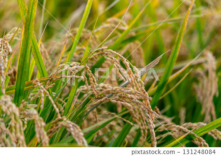 Rice early harvest 131248084