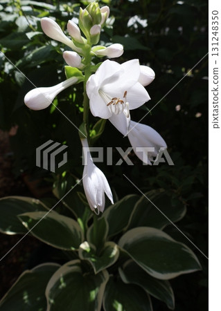 White hosta flowers 131248350