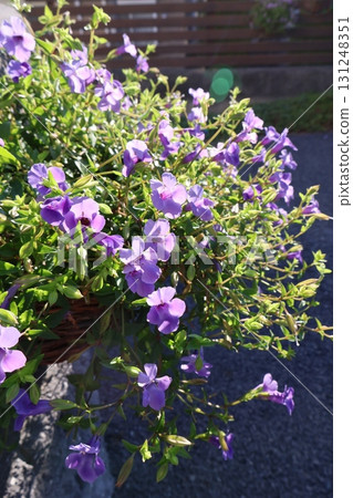 懸掛的粉紅色藍豬耳花 懸掛的粉紅色藍豬耳花 131248351