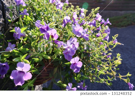 Hanging small pink flowers of Torenia 131248352