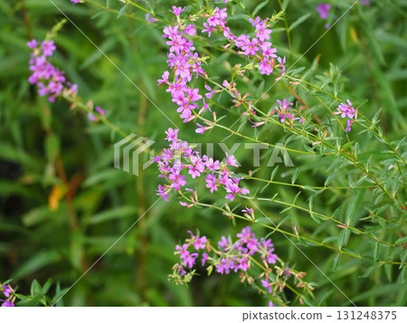 千屈菜 千屈菜 131248375