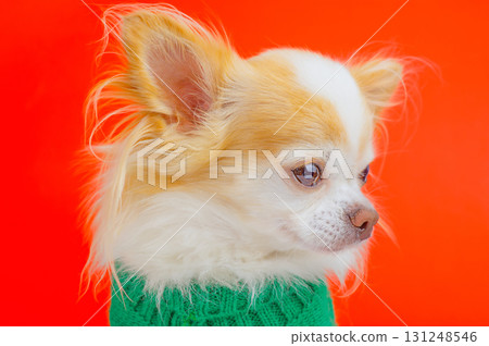 Chihuahua dog of white and red color in a green sweater on a red background. Pet, Chihuahua dog. Chihuahua dog of white and red color in a green sweater on a red background. Pet, Chihuahua dog. 131248546