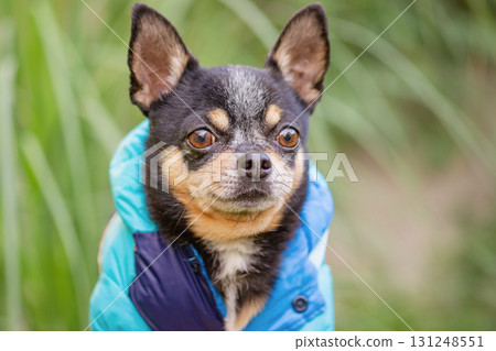 Chihuahua dog in a blue jacket against a nature background. 131248551