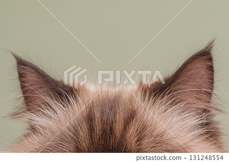 Cat ears brown with beige color on a green background. Cat ears brown with beige color on a green background. 131248554
