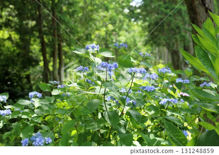 八仙花屬花Jogasaki花 131248859