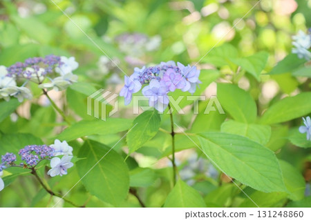 Yamah繡球花花冠狀頭飾 Yamah繡球花花冠狀頭飾 131248860