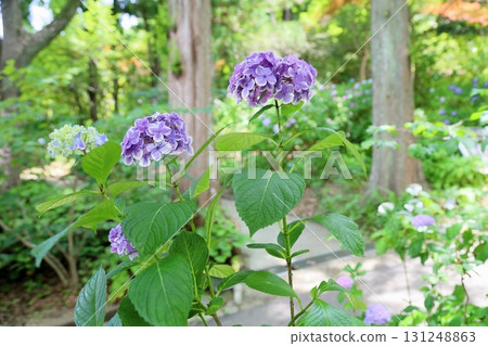 繡球花謝謝 131248863