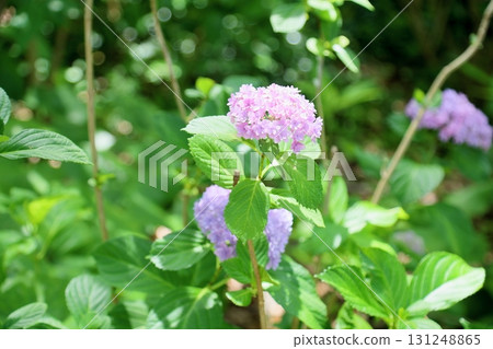 繡球花Temari Temari 131248865