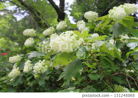 Porcupine flower flower Porcupine flower flower 131248868