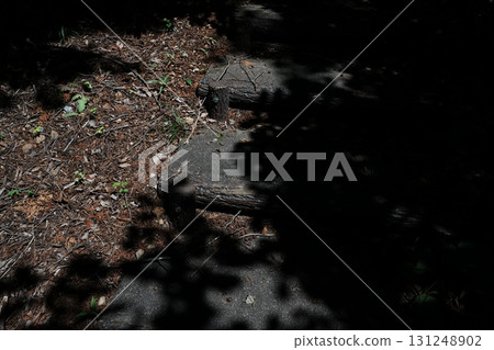 落葉的風景 落葉的風景 131248902