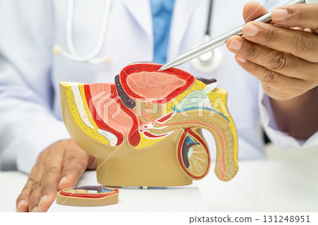 Male reproductive system, Asian doctor holding human anatomy model for study diagnosis and treatment in hospital. Male reproductive system, Asian doctor holding human anatomy model for study diagnosis and treatment in hospital. 131248951