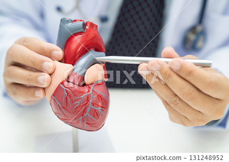 Cardiovascular disease CVD, Asian doctor holding human anatomy model for learn and treat heart disease. Cardiovascular disease CVD, Asian doctor holding human anatomy model for learn and treat heart disease. 131248952
