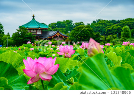 蓮花(上野公園不忍池) 蓮花(上野公園不忍池) 131248966