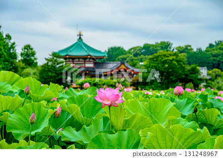 蓮花(上野公園不忍池) 蓮花(上野公園不忍池) 131248967