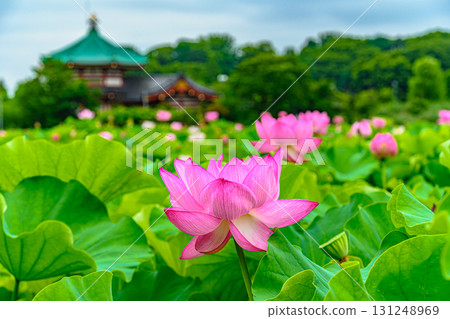蓮花(上野公園不忍池) 蓮花(上野公園不忍池) 131248969