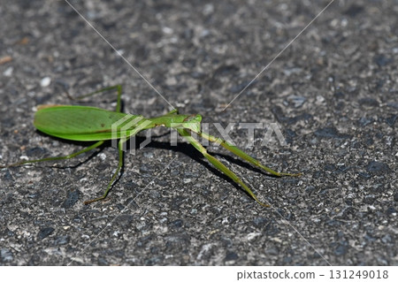 夏秋季節，螳螂面向右側 131249018
