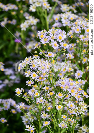 紫苑韃靼紫苑 紫苑韃靼紫苑 131249090