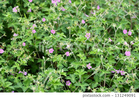 Gennoshoko Cranesbill 131249091