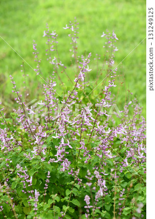 Okimu Labiatum Pink sage Okimu Labiatum Pink sage 131249125