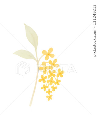 黃桂花水彩插畫PNG透明背景 131249212